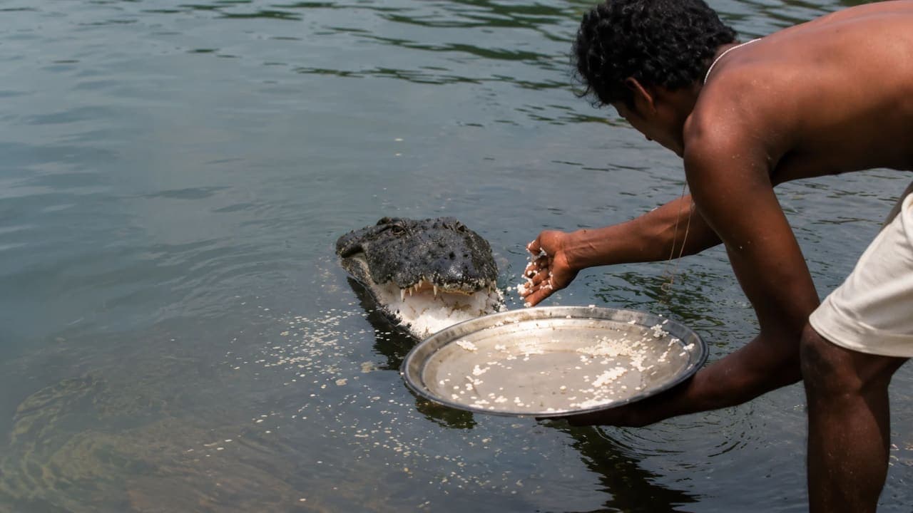 Babia, the legendary crocodile associated with Ananthapura Lake Temple in Kerala.
