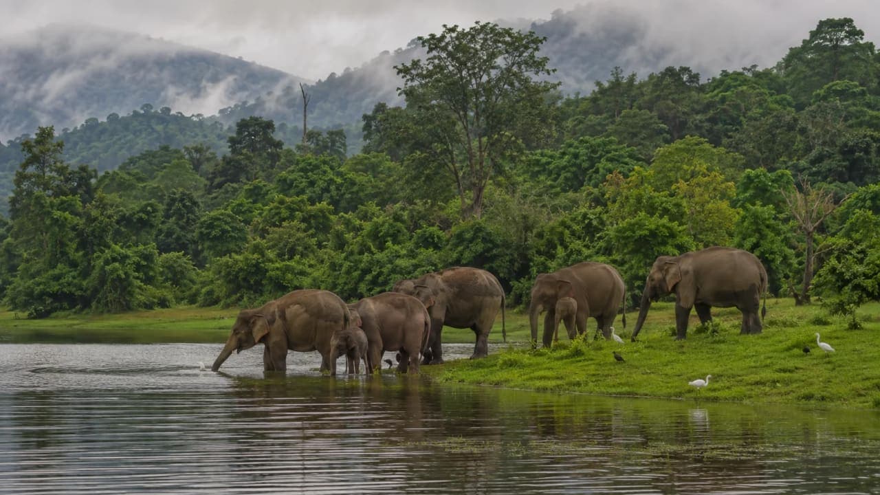 Wild Asian elephants beside the water in the forest landscape of Periyar Tiger Reserve.