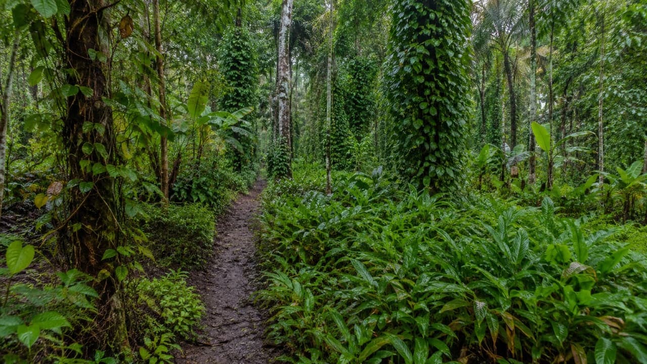 Cardamom and black pepper growing in a lush spice plantation near Thekkady, Kerala.
