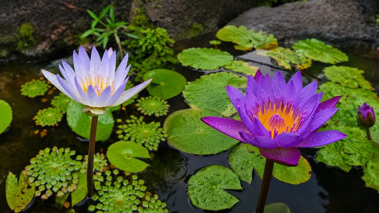 Purple and lavender water lilies blooming among green lily pads, covered in fresh raindrops during our monsoon visit near Ripple Waterfalls, Munnar.