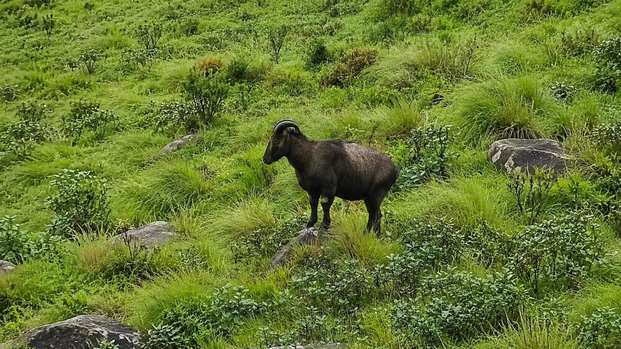 A Nilgiri tahr standing on the lush green mountain slopes of Eravikulam National Park near Rajamalai, Munnar.